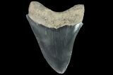 Serrated, Fossil Megalodon Tooth - Georgia #84158-1